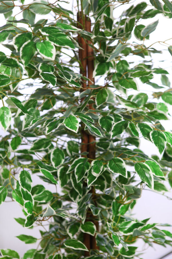 ARBOL FICUS ARTIFICIAL 180CM - Imagen 2