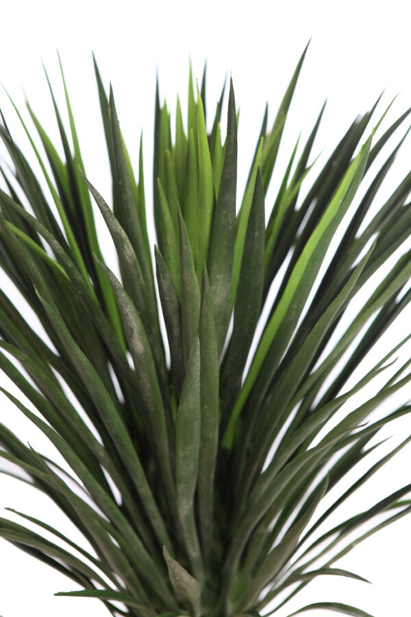 PLANTA DE AGAVE CACTUS CON MACETA - Imagen 2