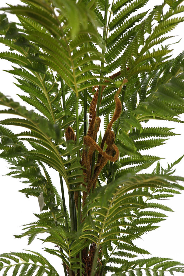 HELECHO ARBOREO CON MACETA, 150 CM - Imagen 3