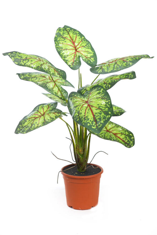 PLANTA CALADIUM 51CM EN MACETA