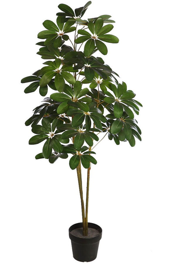 PLANTA CHEFLERA X3 EN MACETA 122CM