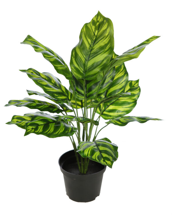 PLANTA CON MACETA CALATHEA 45CM