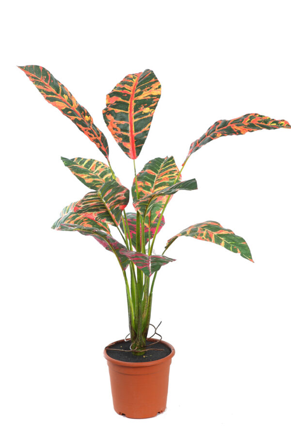 PLANTA CROTON 51CM EN MACETA