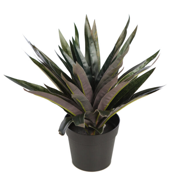 PLANTA DRACENA P. EN MACETA 26CM