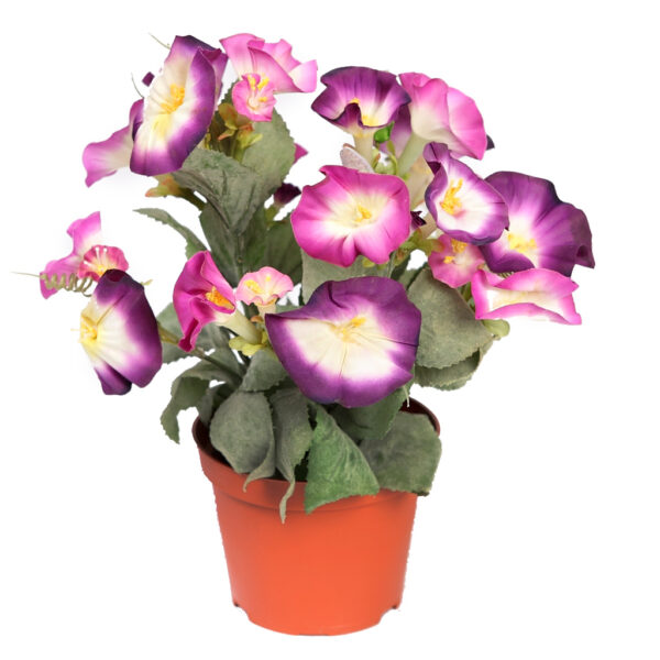 PLANTA PRIMULA EN MACETA 30CM