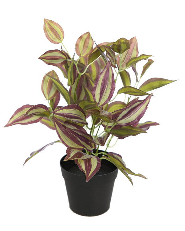 PLANTA TRADESCANTIA CON MACETA 32CM