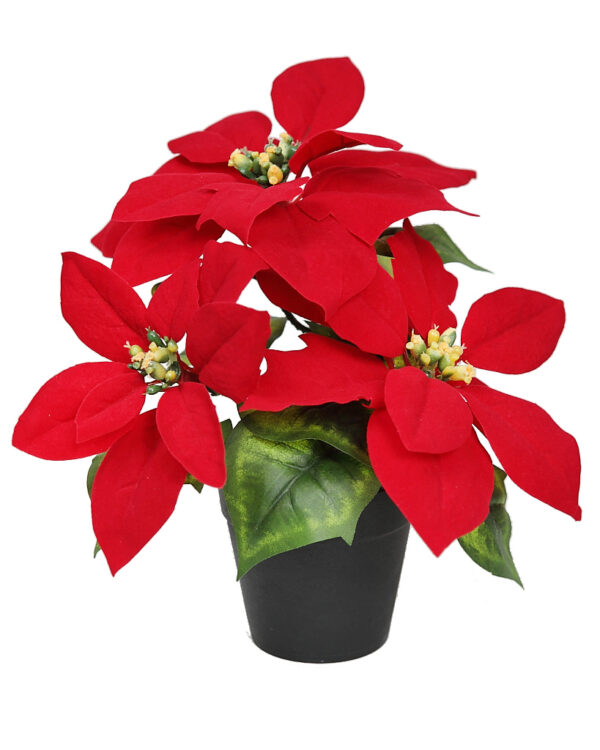 POINSETTIA PASCUERO CON MACETA X3, 25CM