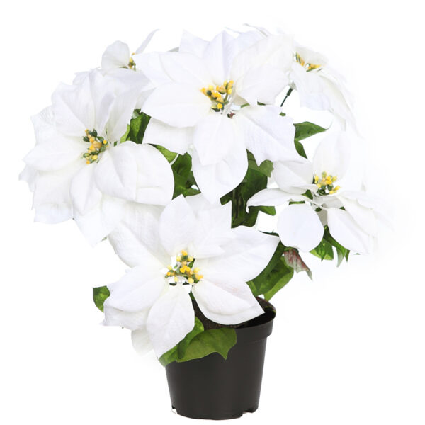 POINSETTIA PASCUERO CON MACETA X9 42 CM