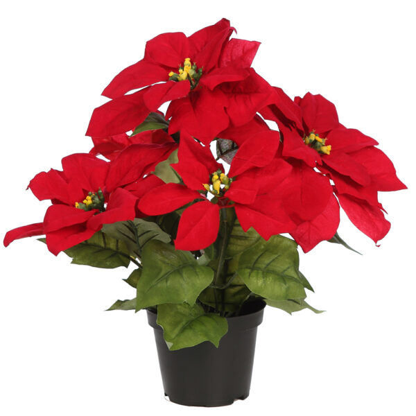 POINSETTIA PASCUERO CON MACETA X3, 25CM - Imagen 3