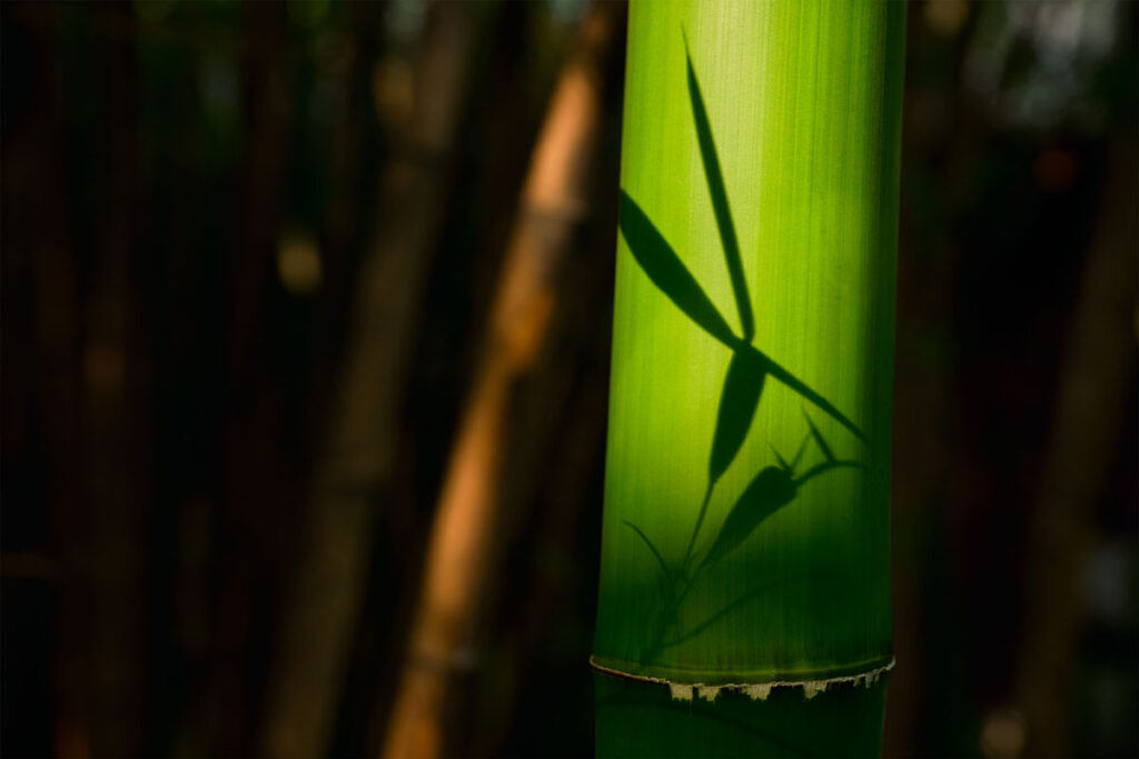 bambú Decora y Planta