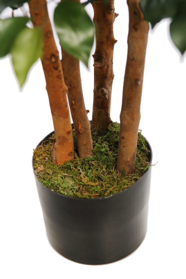 ARBOL FICUS ANCHO CON MACETA 150CM - Imagen 2