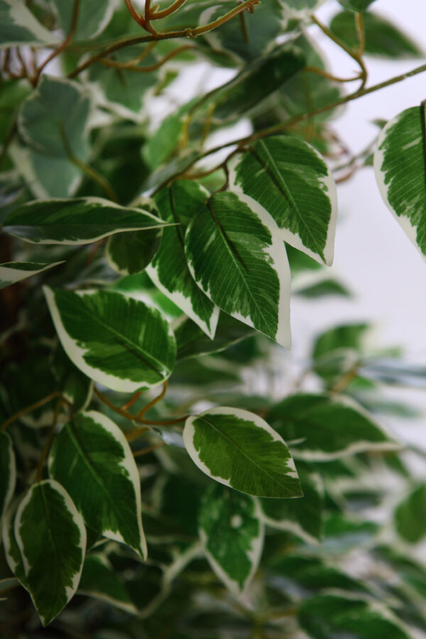 ARBOL FICUS BICOLOR 140CM - Imagen 2