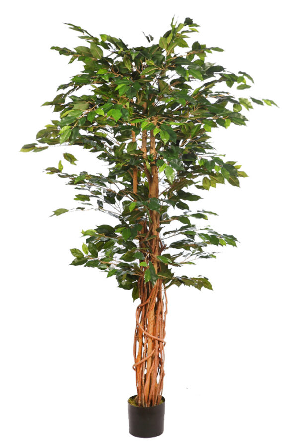 ARBOL FICUS CON MACETA 190CM