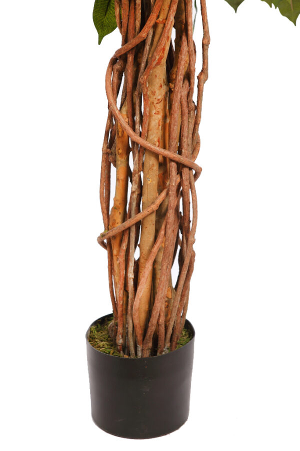 ARBOL FICUS CON MACETA 190CM - Imagen 3