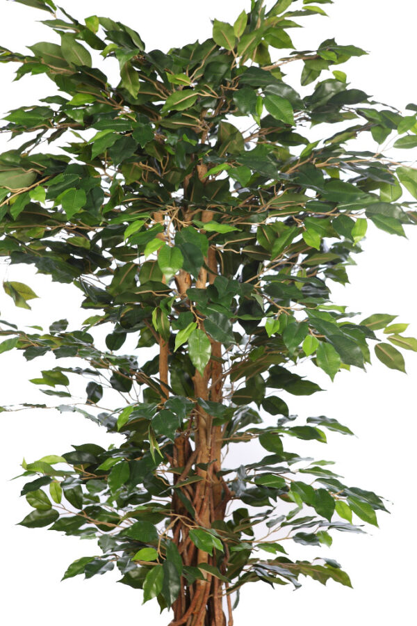 ARBOL FICUS CON MACETA 190CM - Imagen 4