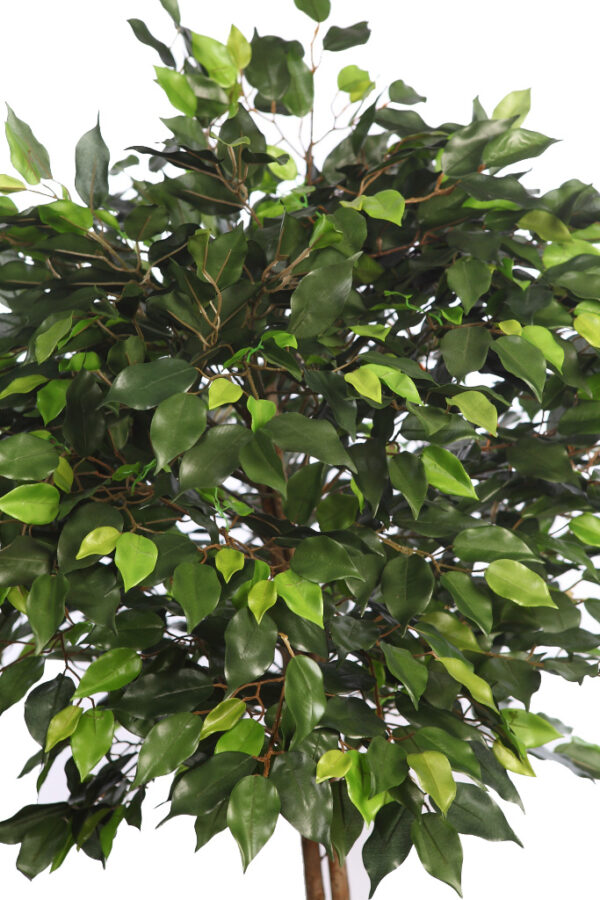 ARBOL FICUS COPA ANCHA CON MACETA 160CM - Imagen 2