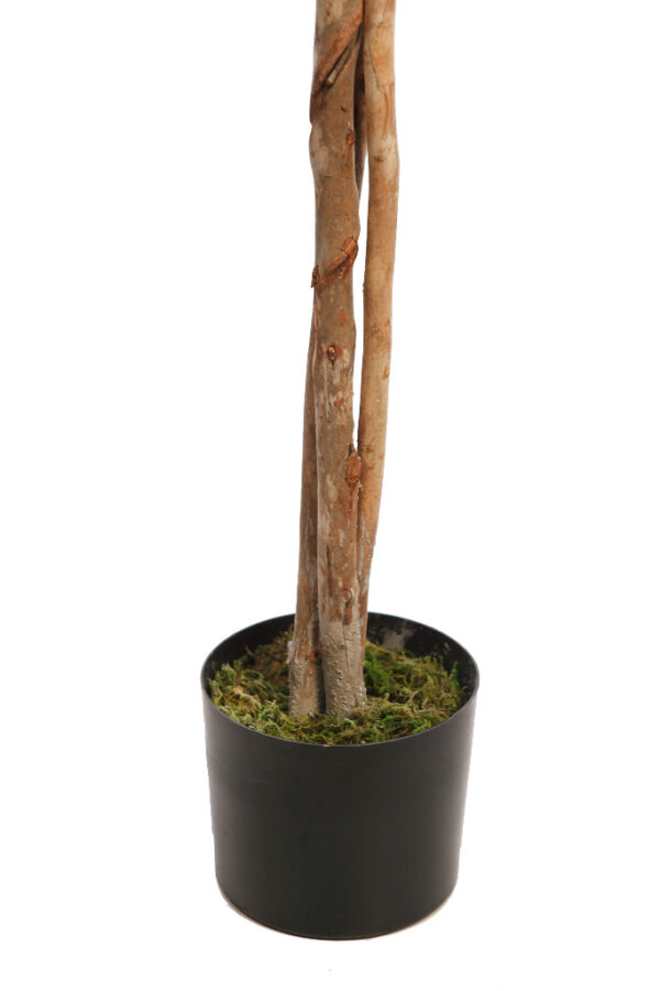 ARBOL FICUS COPA ANCHA CON MACETA 160CM - Imagen 3