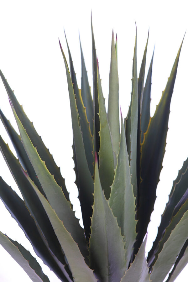 CACTUS AGAVE CON MACETA 105 CM - Imagen 2