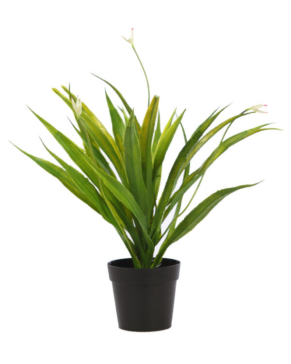 CACTUS AGAVE EN MACETA 40CM