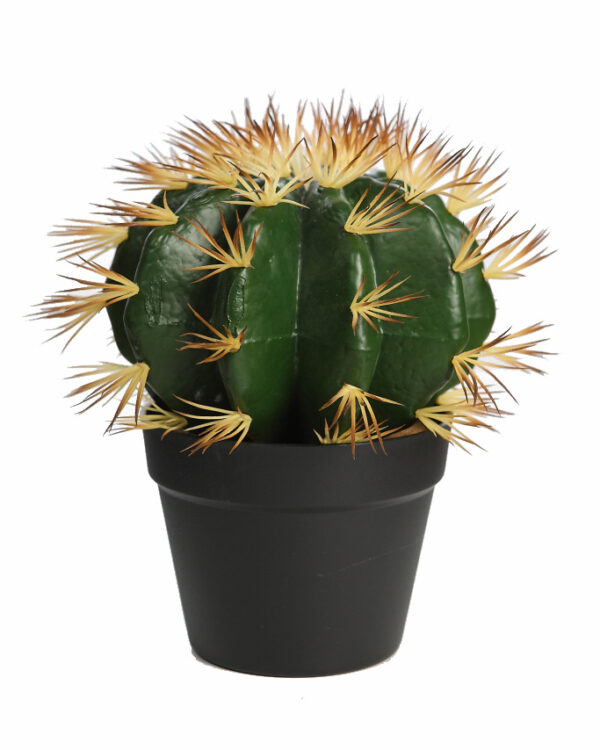CACTUS BARRIL EN MACETA 30CM