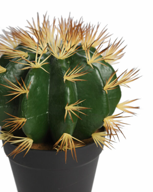 CACTUS BARRIL EN MACETA 30CM - Imagen 2
