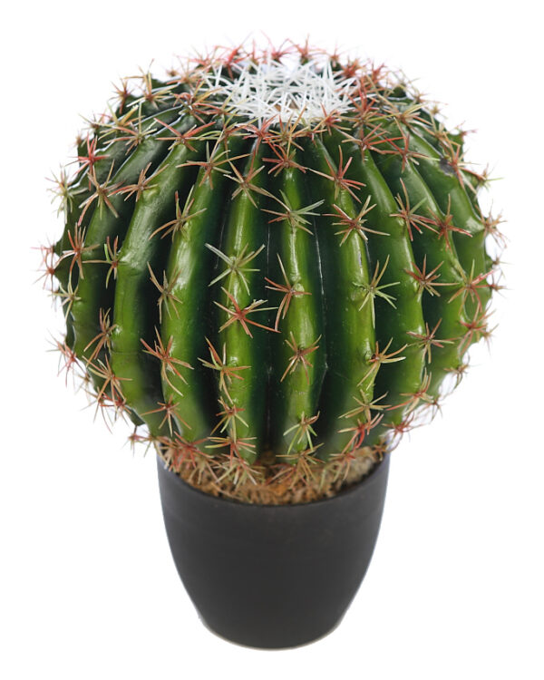 CACTUS BARRIL EN MACETA 35CM - Imagen 2