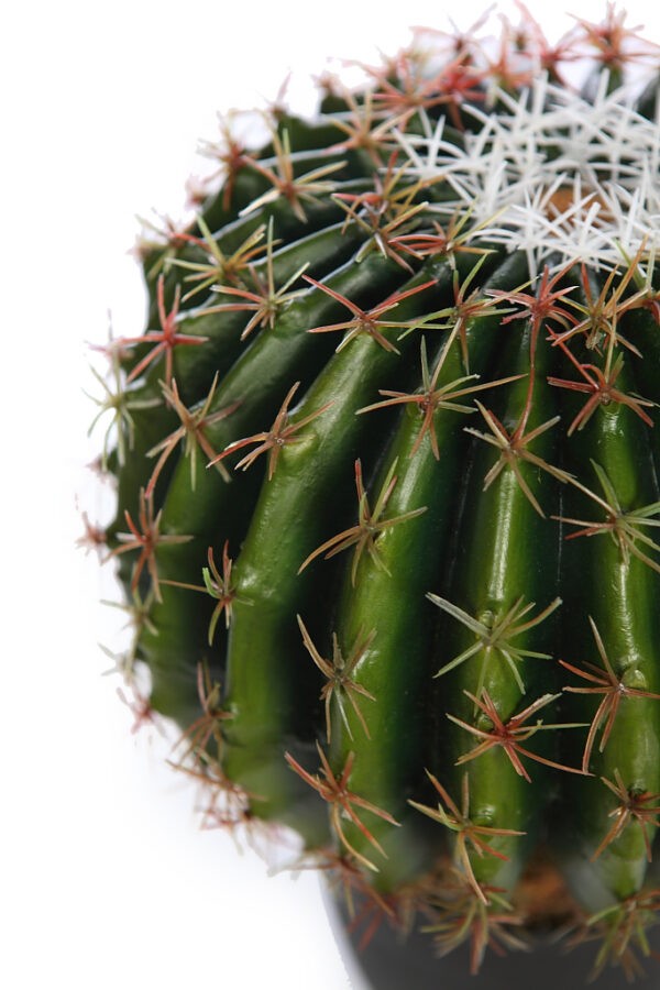CACTUS BARRIL EN MACETA 35CM - Imagen 3