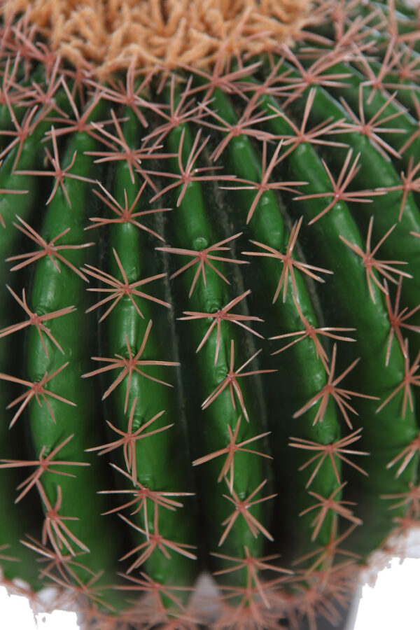 CACTUS BARRIL EN MACETA 50CM - Imagen 2