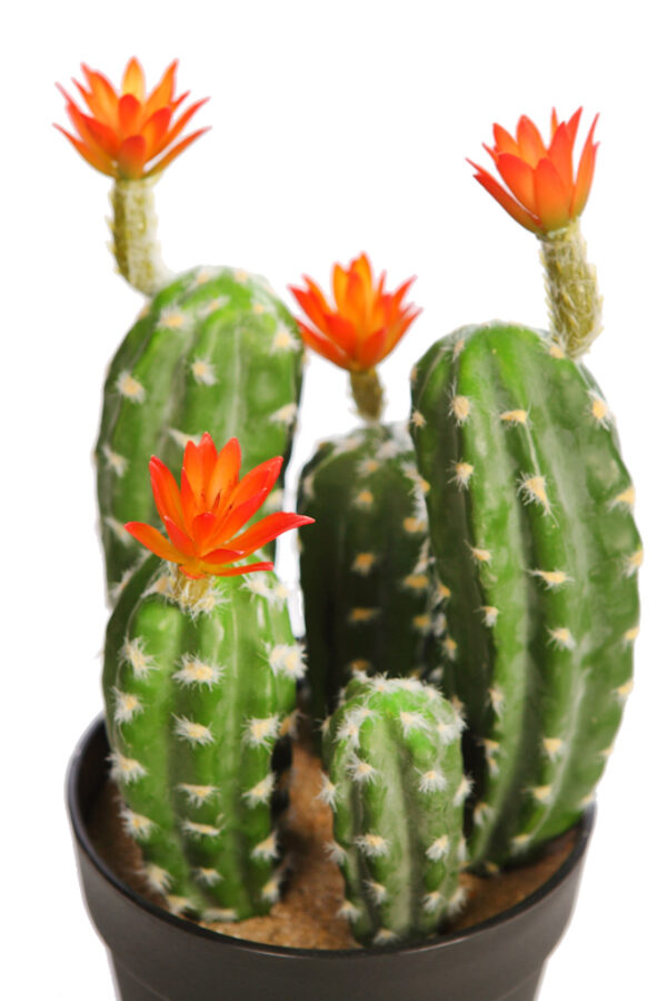 CACTUS SAGUARO CON FLOR EN MACETA 35CM - Imagen 2