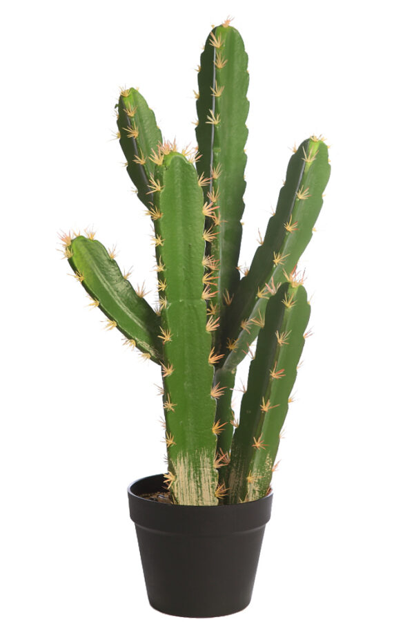 CACTUS SAN PEDRO EN MACETA 68CM
