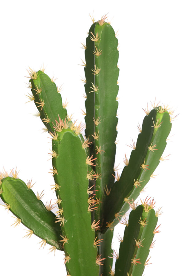 CACTUS SAN PEDRO EN MACETA 68CM - Imagen 2