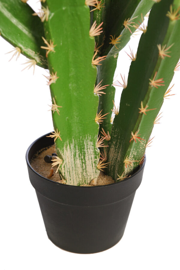 CACTUS SAN PEDRO EN MACETA 68CM - Imagen 3