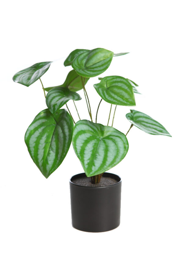 CALATHEA EN MACETA 29CM