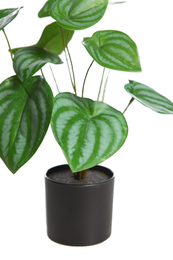 CALATHEA EN MACETA 29CM - Imagen 2