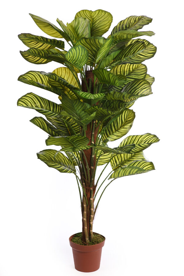 CALATHEA ARTIFICIAL EN MACETA 150CM ANCHO 70CM