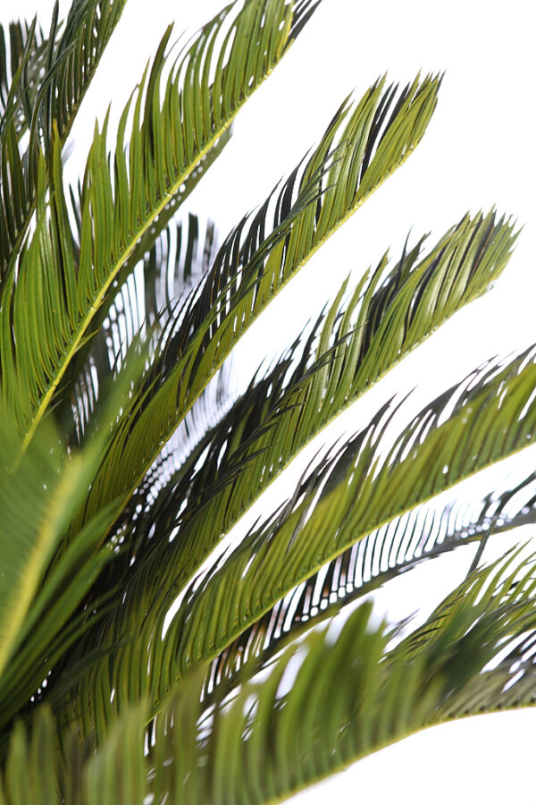 CYCA ARTIFICIAL EN MACETA 150CM ANCHO 90CM - Imagen 4