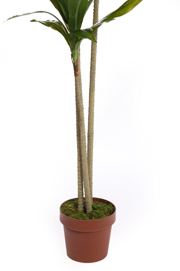 DRACENA ARTIFICIAL CON MACETA 175CM ANCHO 70CM - Imagen 3