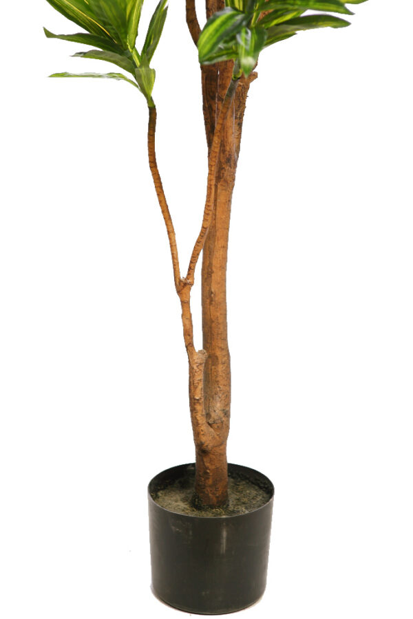 DRACENA EN MACETA ARTIFICIAL 160CM - Imagen 3