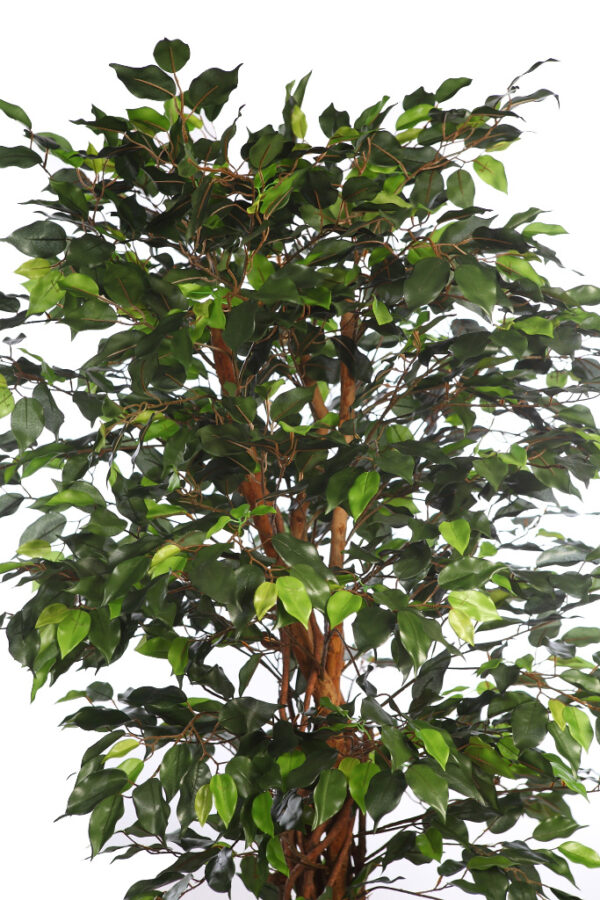 FICUS ANCHO CON MACETA 180CM - Imagen 2