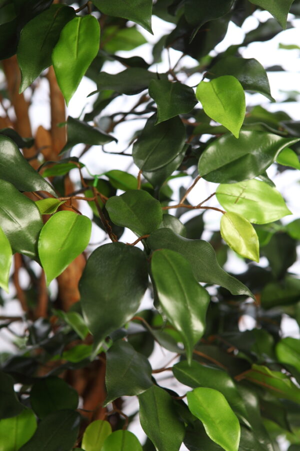 FICUS ANCHO CON MACETA 180CM - Imagen 4
