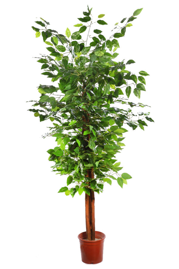 FICUS ARTIFICIAL ARBOL 145CM