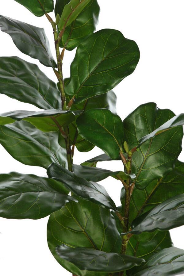 FICUS LYRATA EN MACETA 120CM - Imagen 2