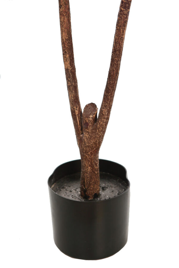 FICUS LYRATA EN MACETA 120CM - Imagen 3