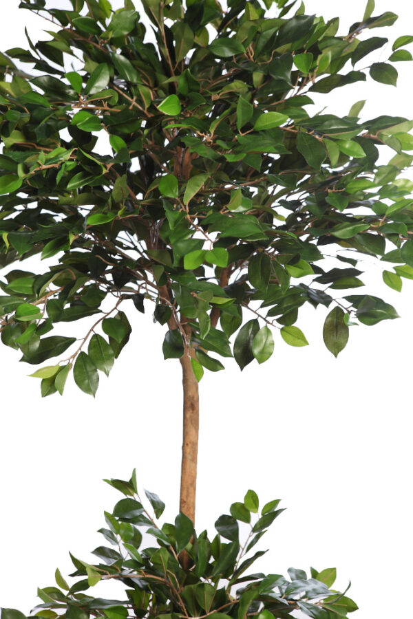 FICUS RETUSA CON MACETA 190CM - Imagen 2