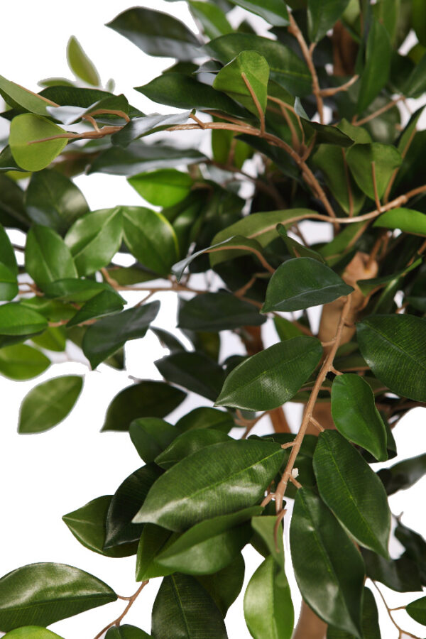 FICUS RETUSA CON MACETA 190CM - Imagen 3