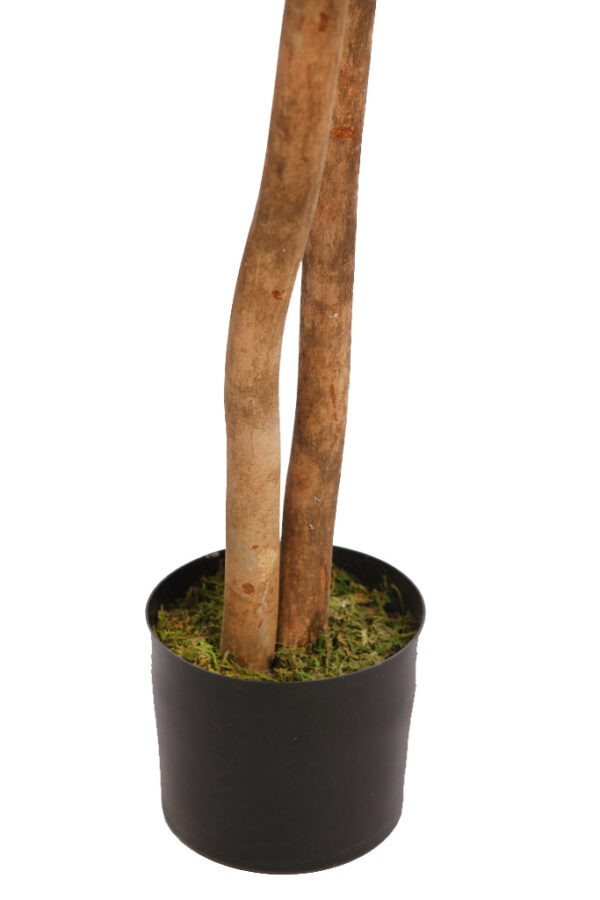 FICUS RETUSA CON MACETA 190CM - Imagen 4