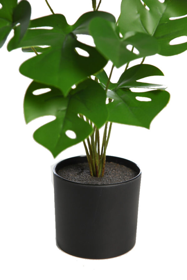 FILODENDRO EN MACETA 29CM - Imagen 2