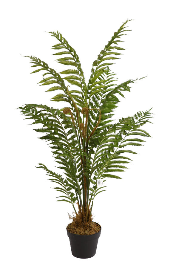 HELECHO ARBOREO CON MACETA, 120CM