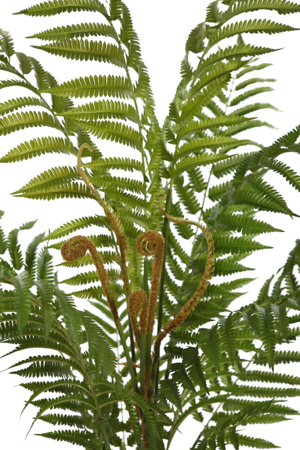 HELECHO ARBOREO CON MACETA, 120CM - Imagen 2