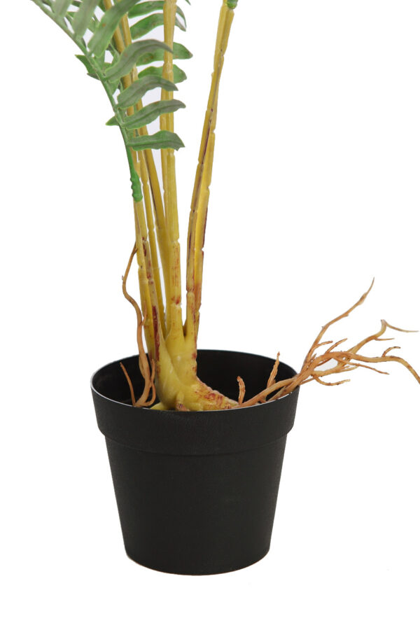HELECHO RAICES CON MACETA 50CM - Imagen 3